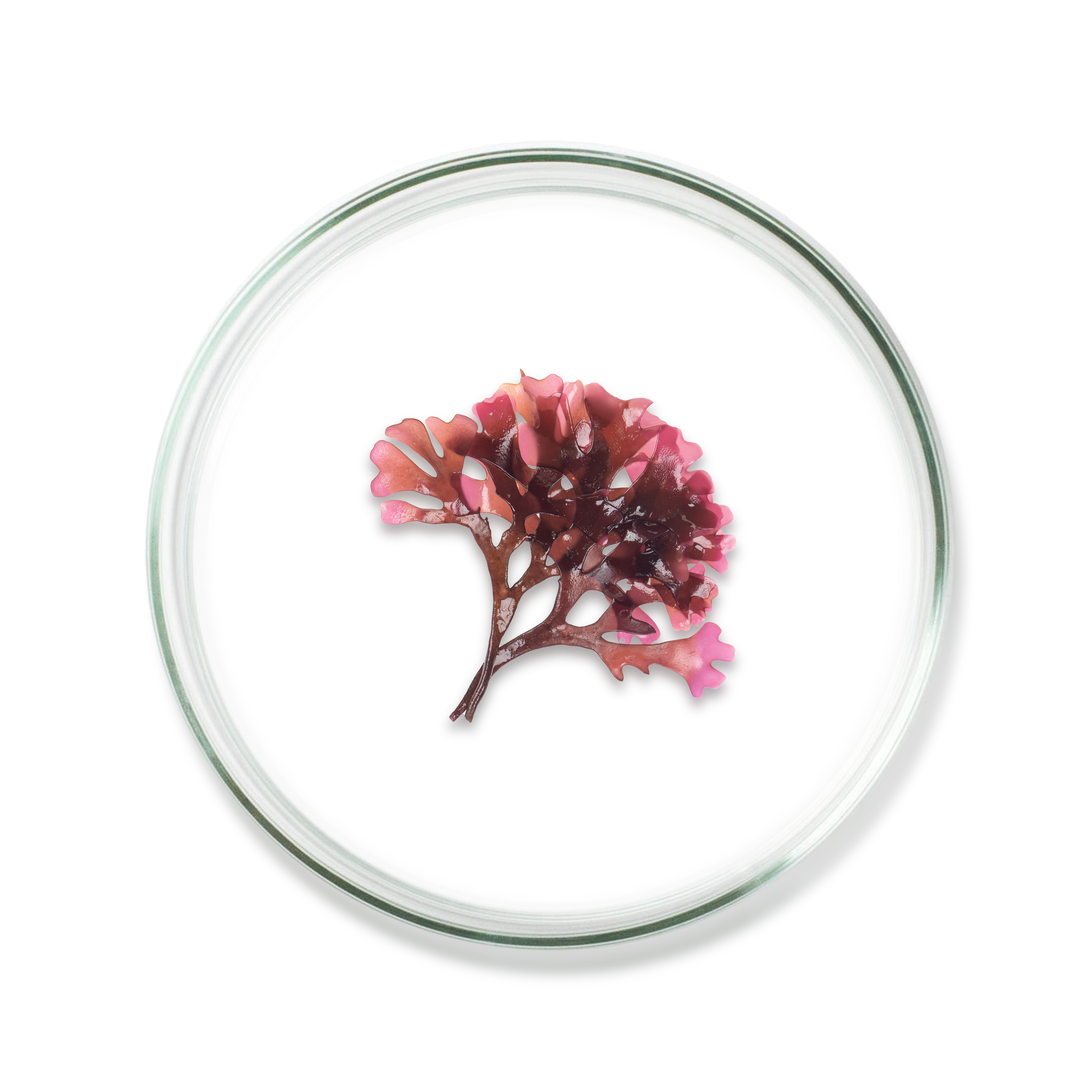 Astaxanthin
