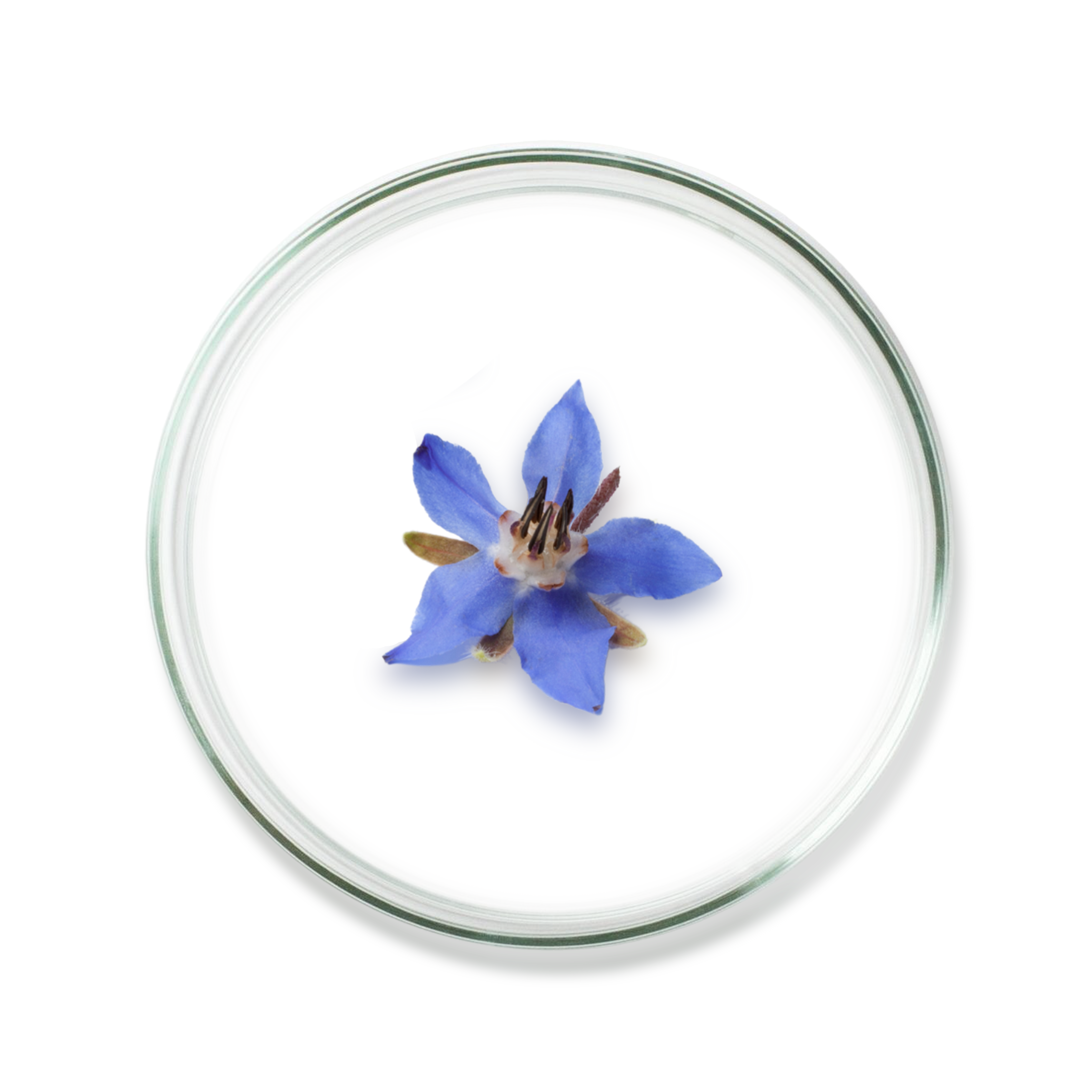 Borage Oil