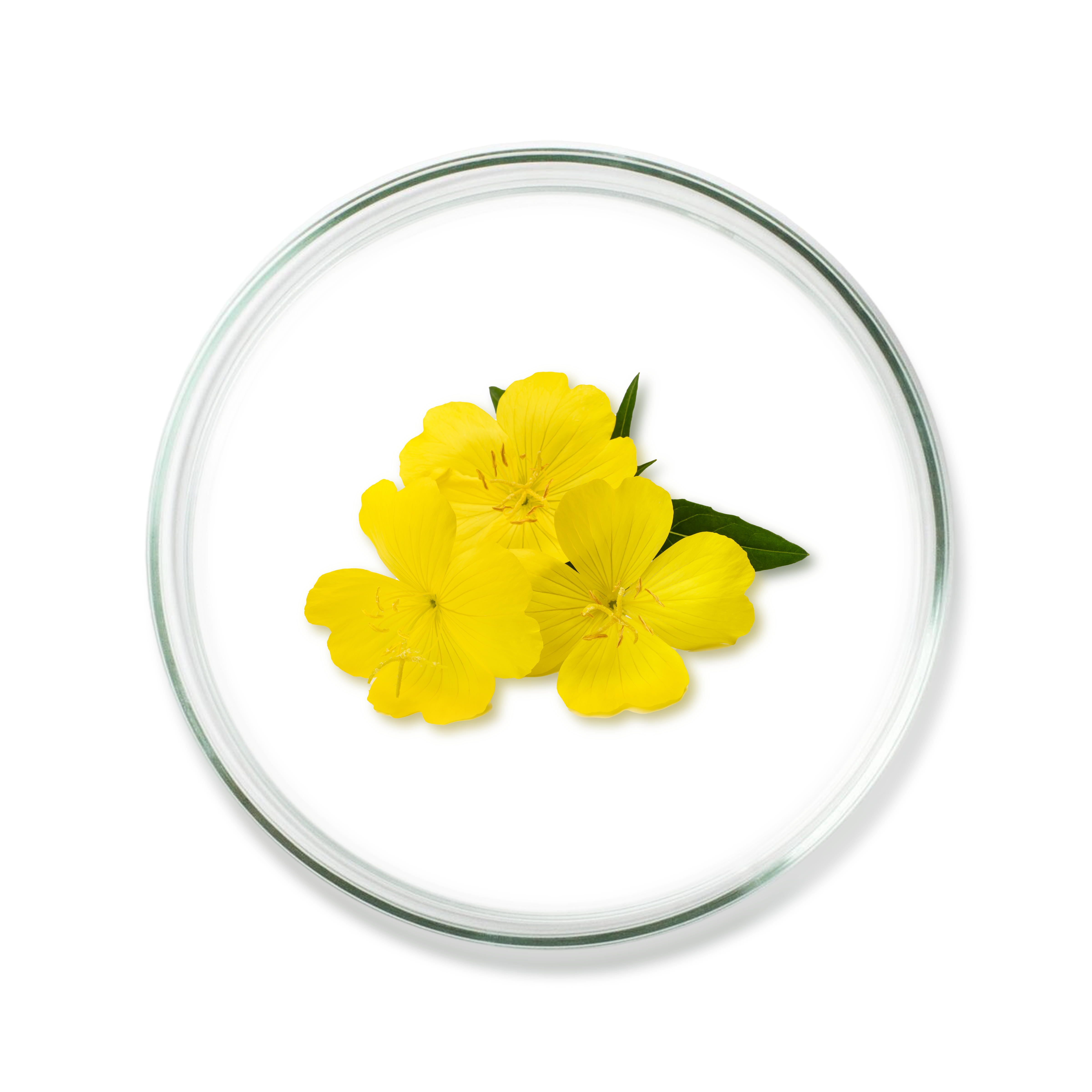 Evening Primrose Oil