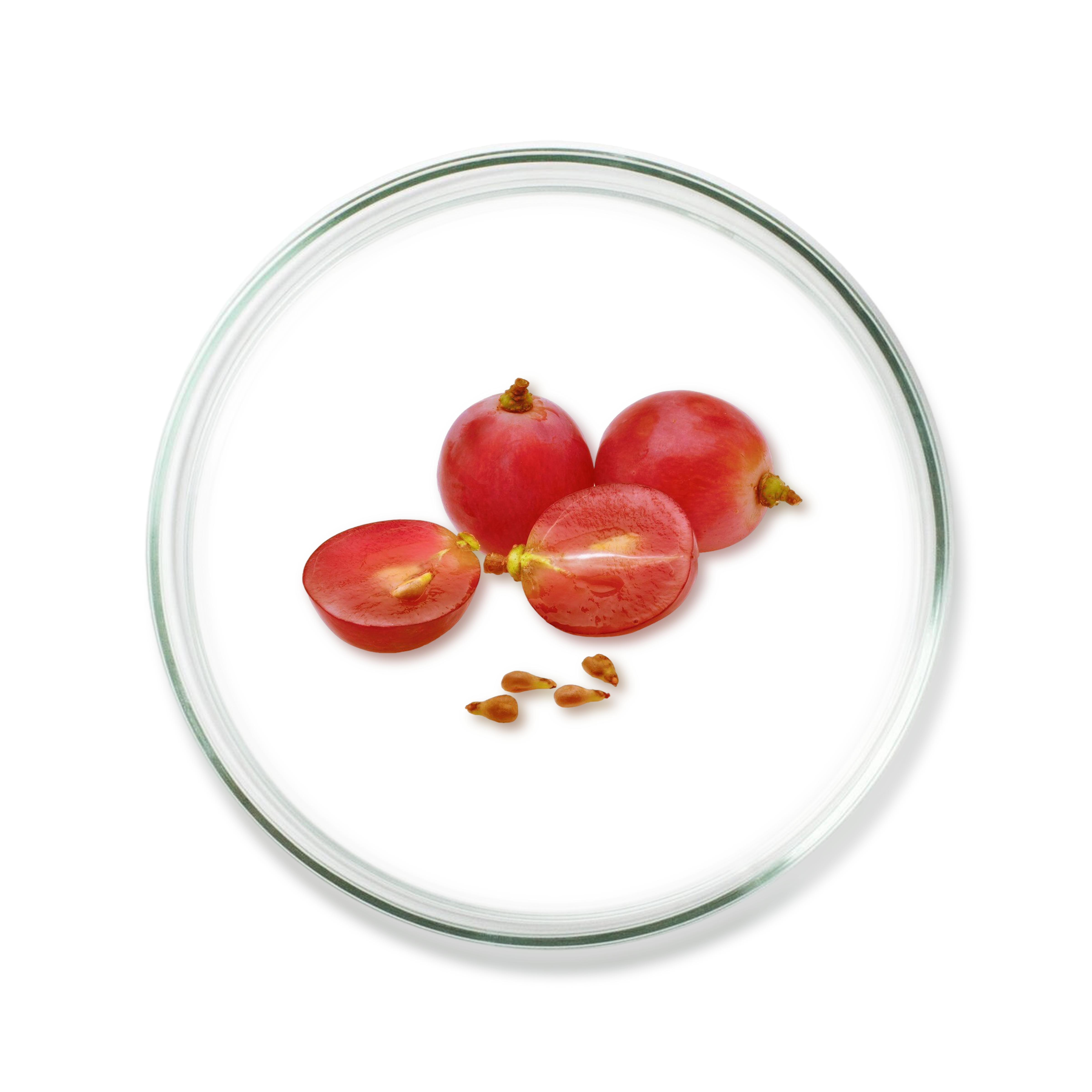 Grape Seed Extract