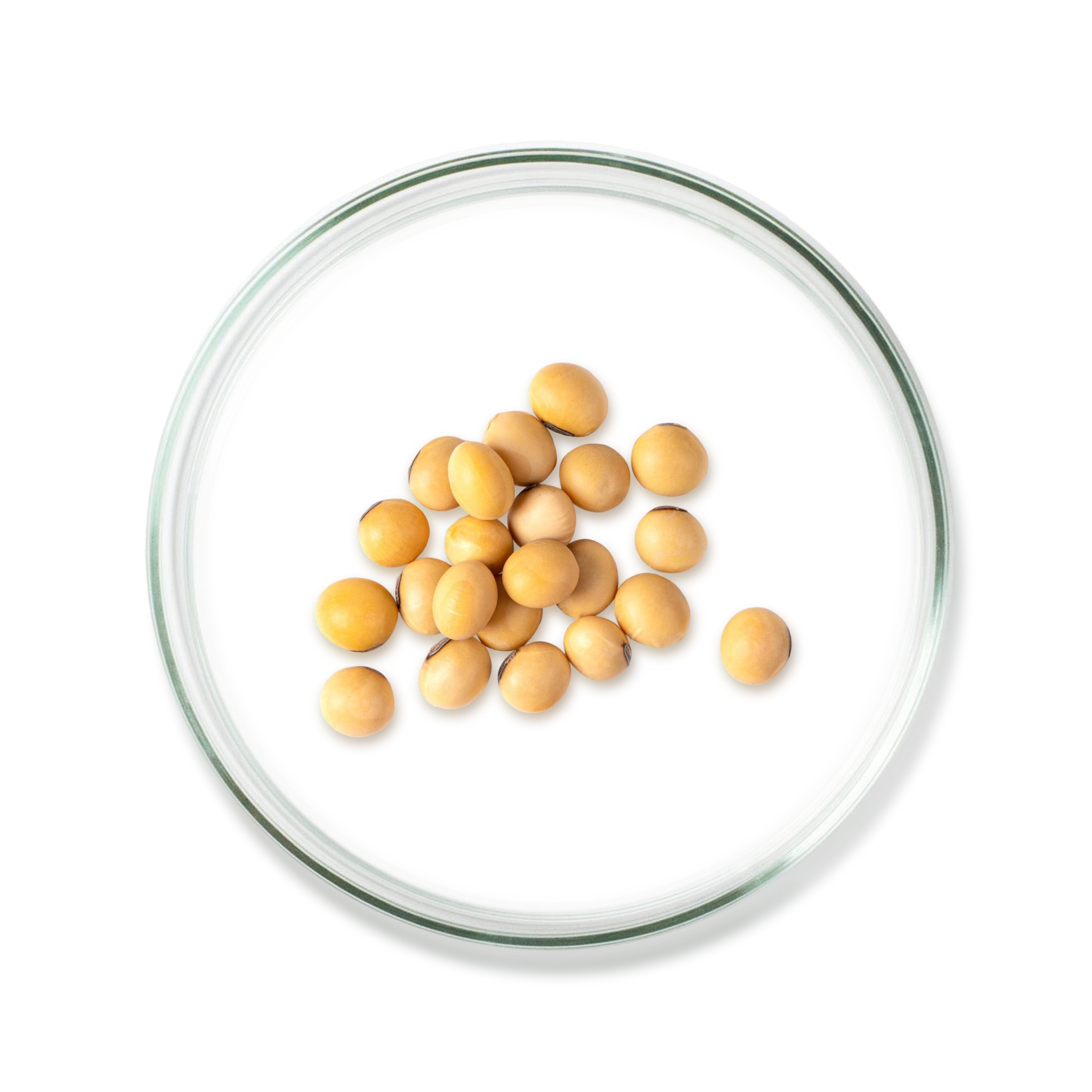 Lecithin Oil