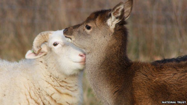 Deer Placenta vs Sheep Placenta: Key Differences Explained